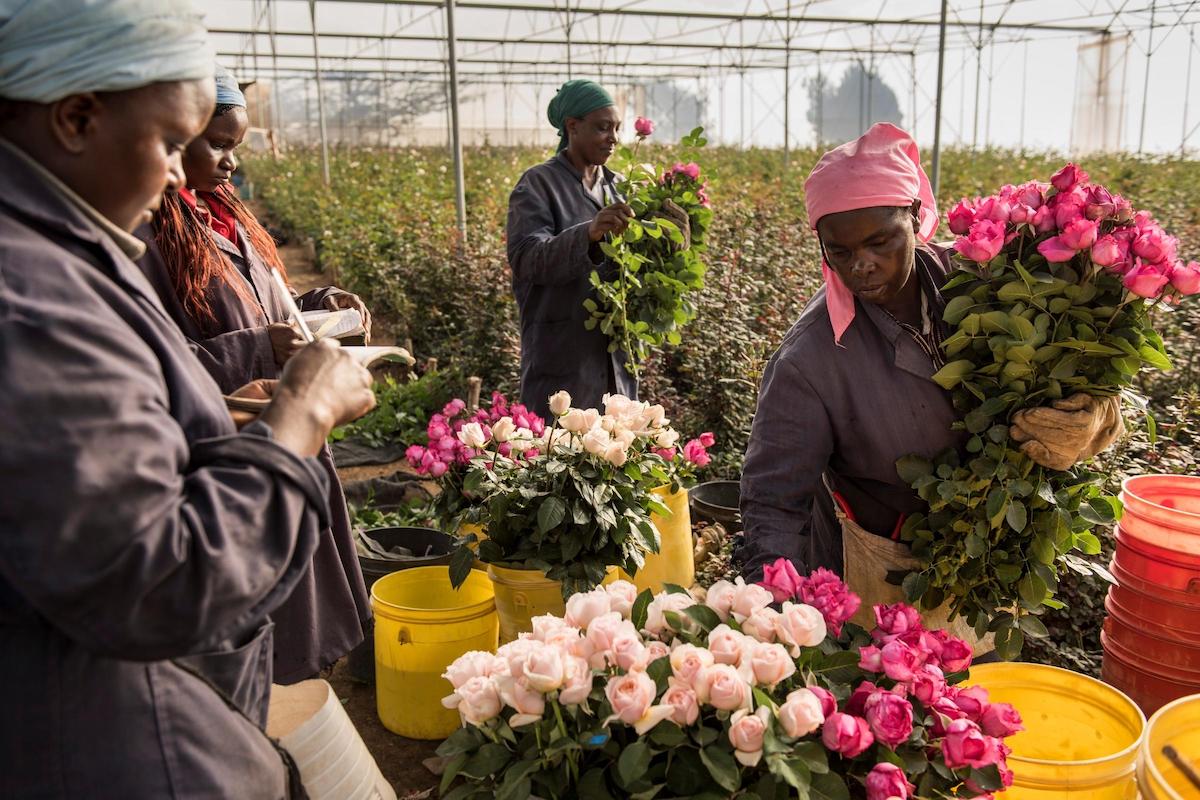 5 Kenyan Roses From De Ruiter You Will Love Tambuzi Roses