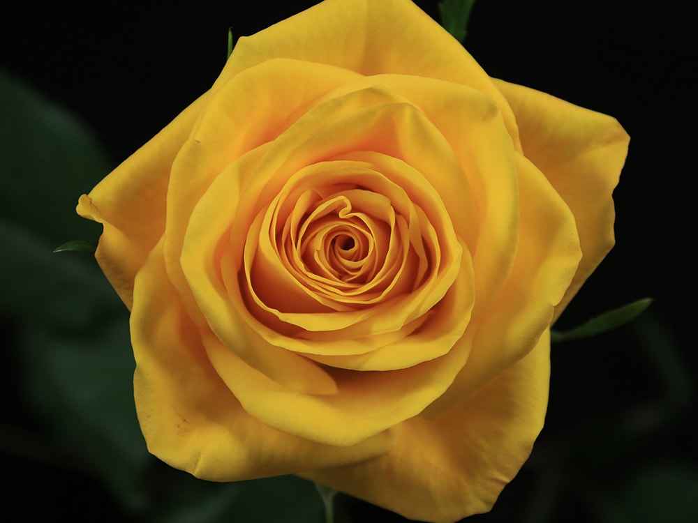 5 Kenyan Roses From De Ruiter You Will Love Rose Basanti