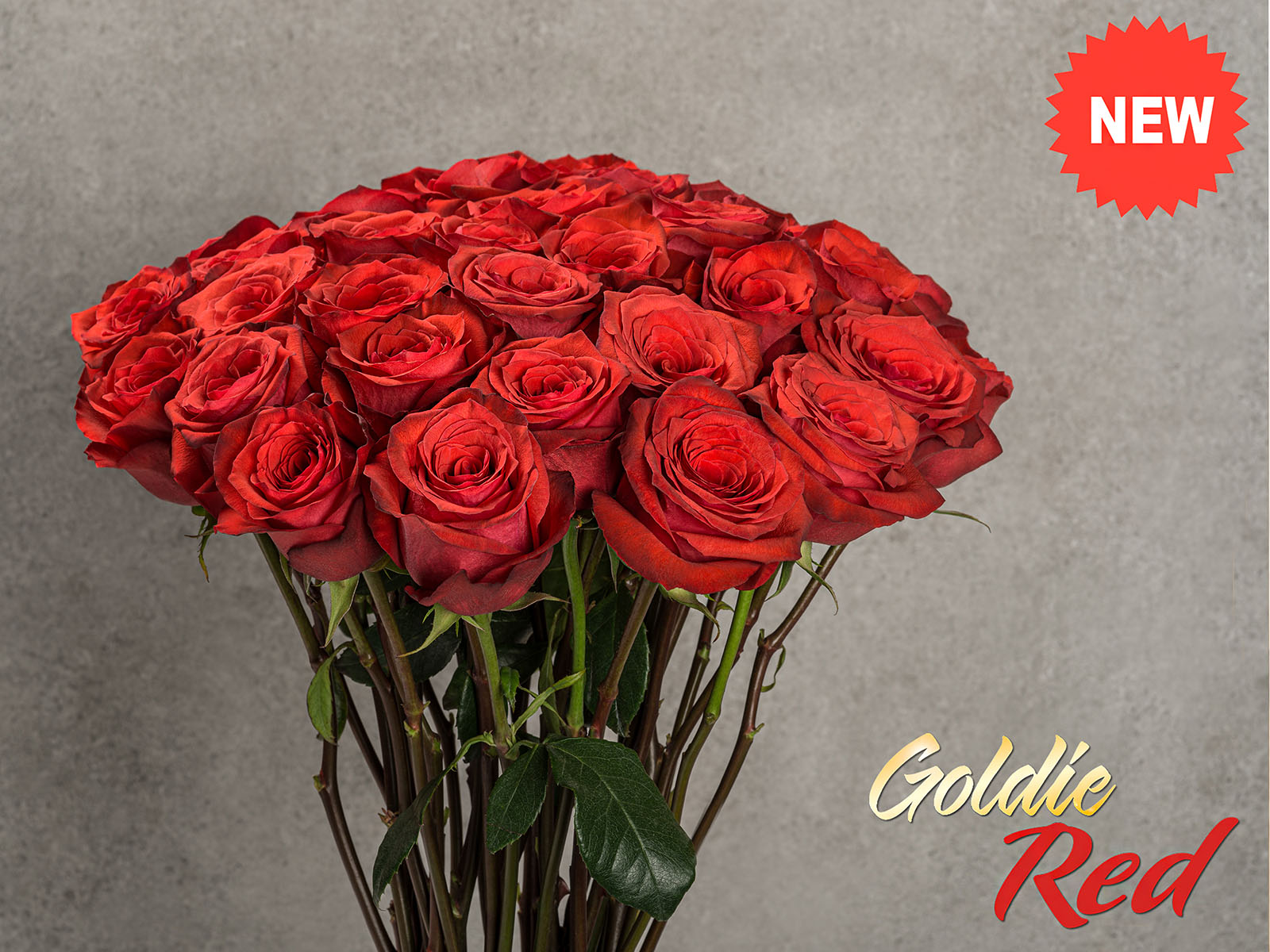 Continental Breeding Rose Goldie Red