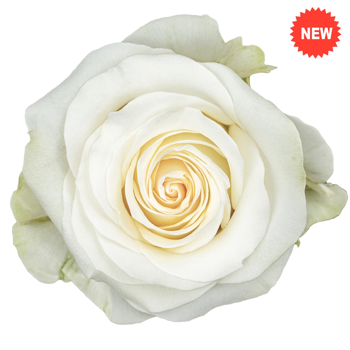 Continental Breeding Rose Frost