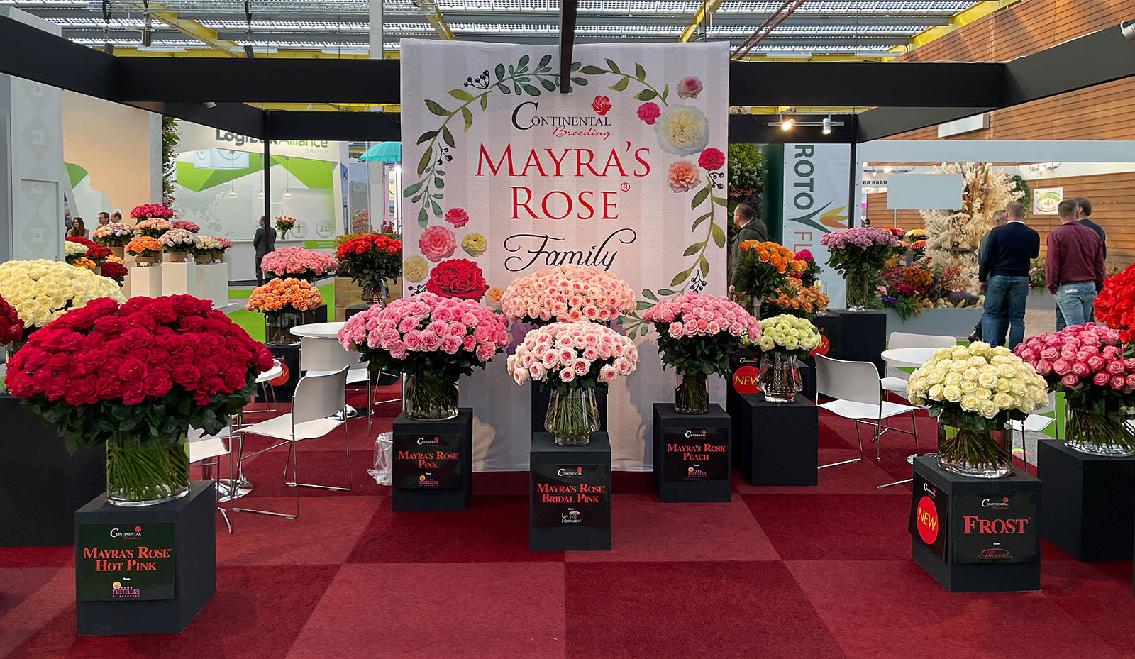 Continental Breeding Mayra's Rose