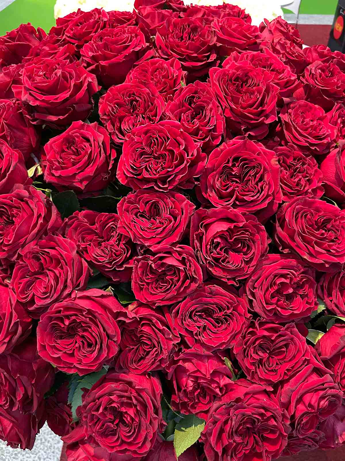 Continental Breeding Mayra's Rose Red