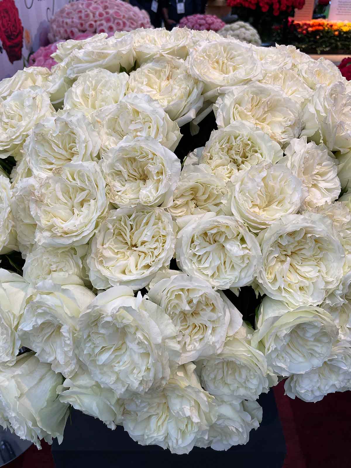 Continental Breeding Mayra's Rose White