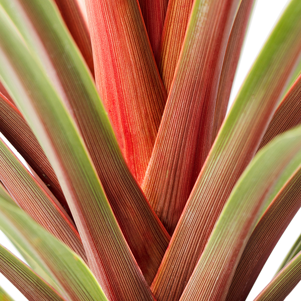 Cordyline australis Red Heart Evanthia