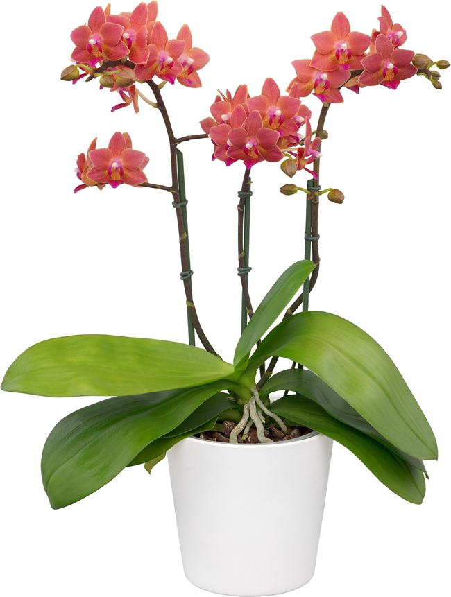 Floricultura Phalaenopsis Goodnight Kiss - on Thursd