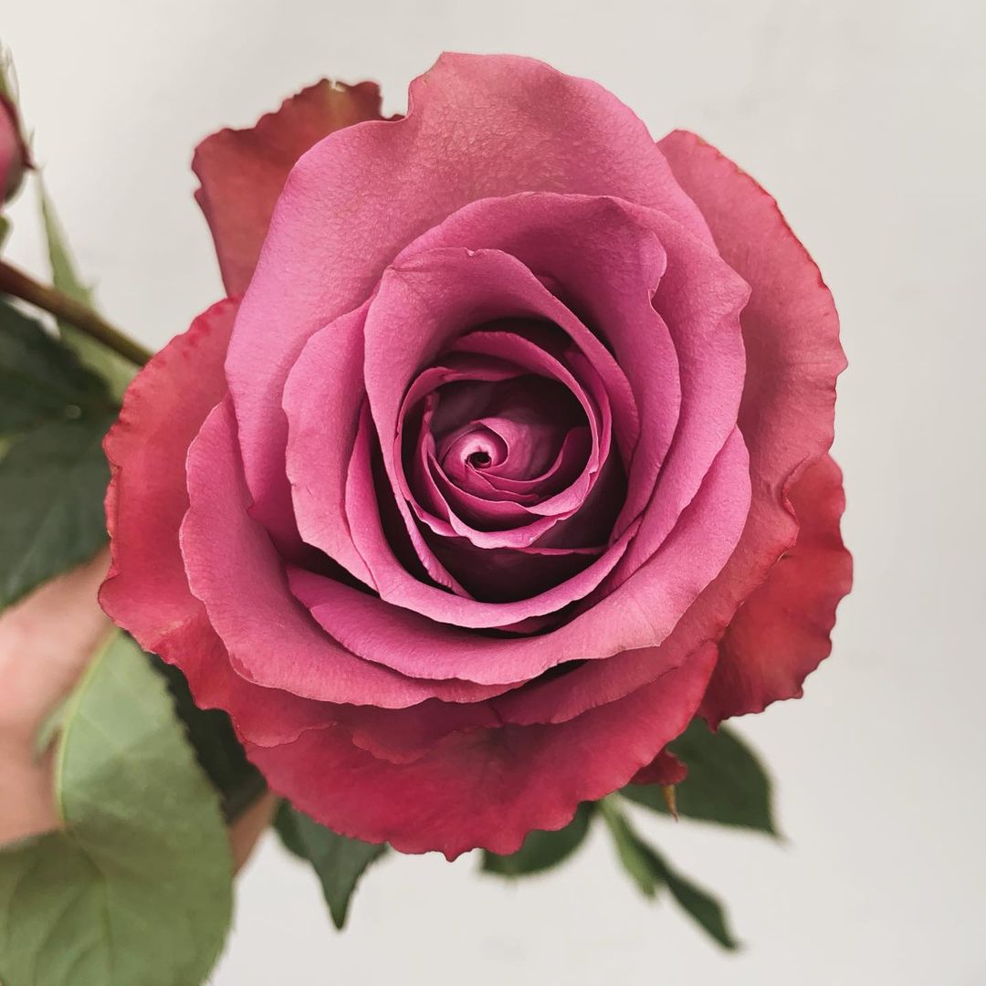 8 Kenyan Roses From De Ruiter You Will Love Rose Piacere De Euiter