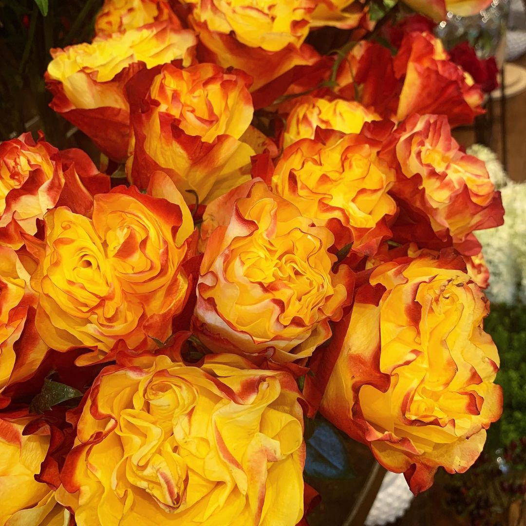 8 Kenyan Roses From De Ruiter You Will Love Rose Sunset X-Pression De Ruiter