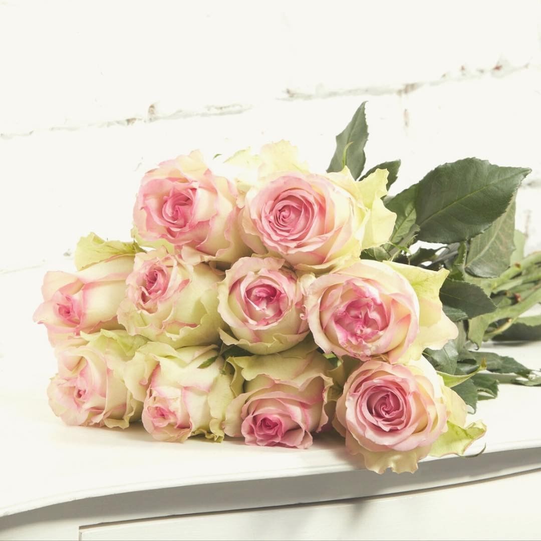 8 Kenyan Roses From De Ruiter You Will Love Rose Pink Journey