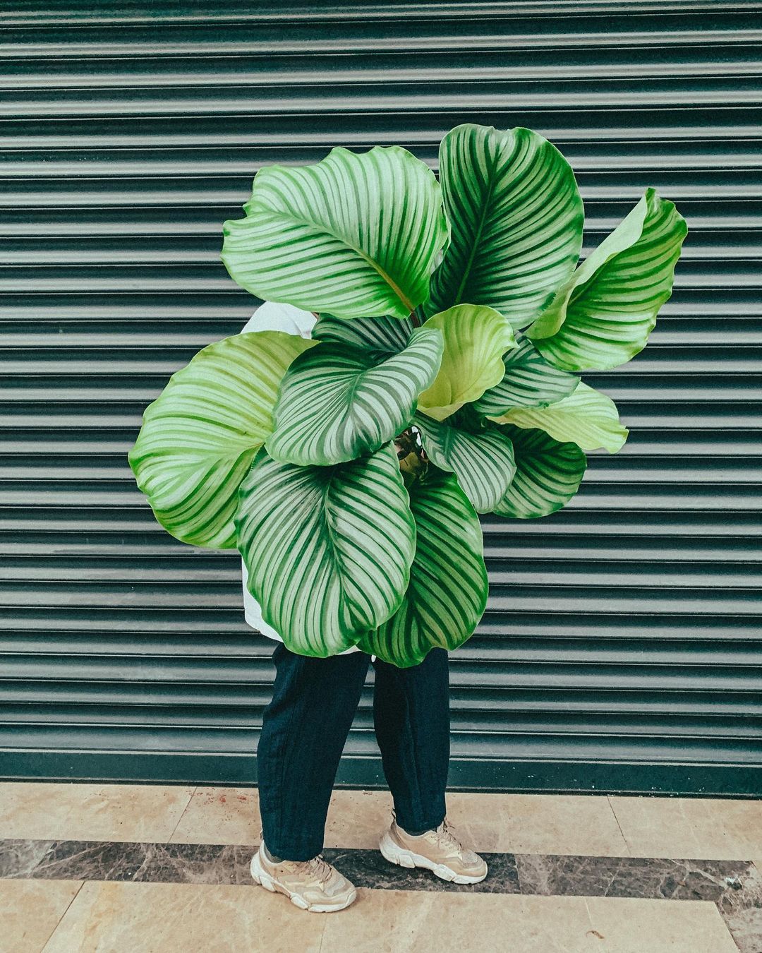 Calathea Orbifolia