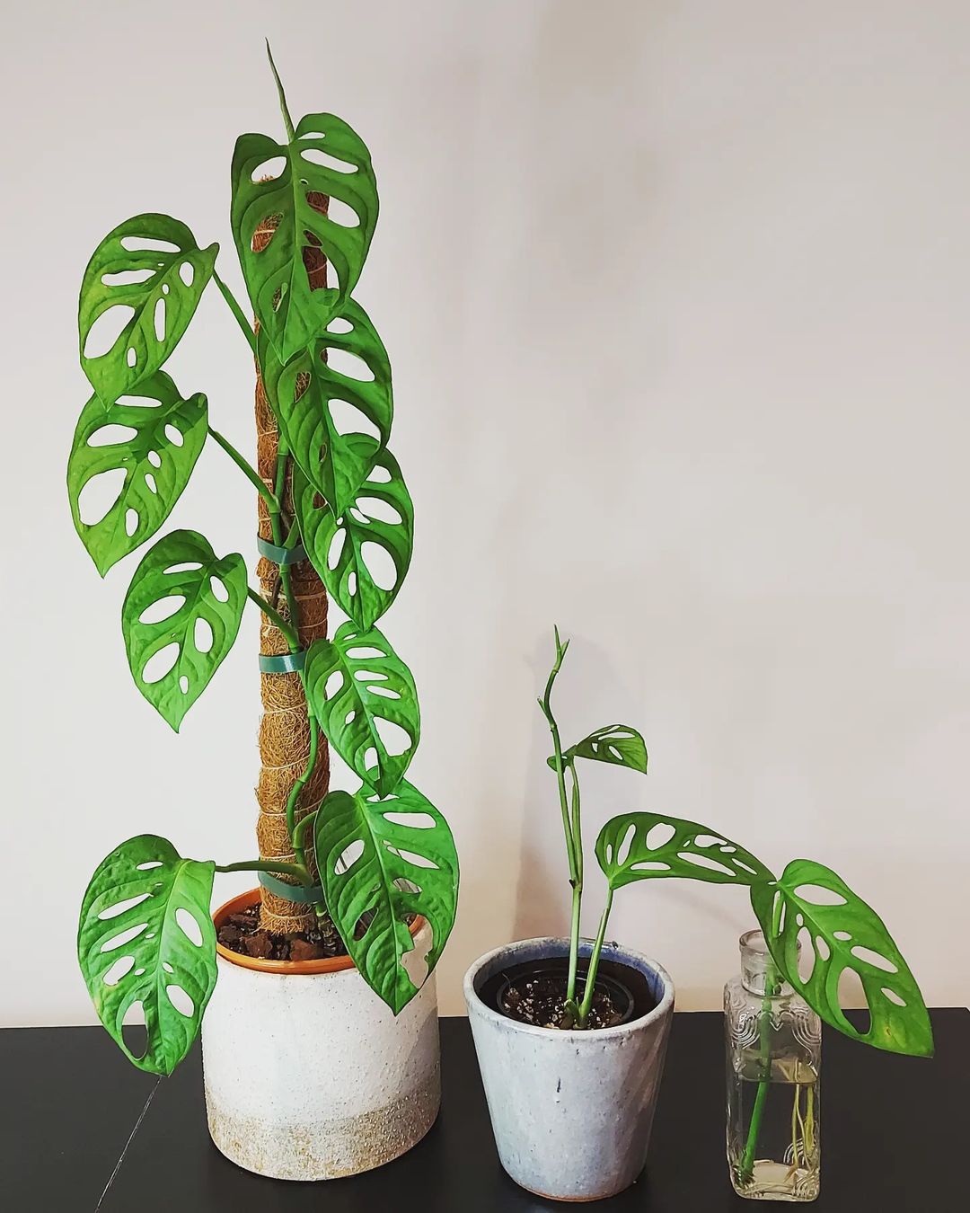 Monstera Adansonii