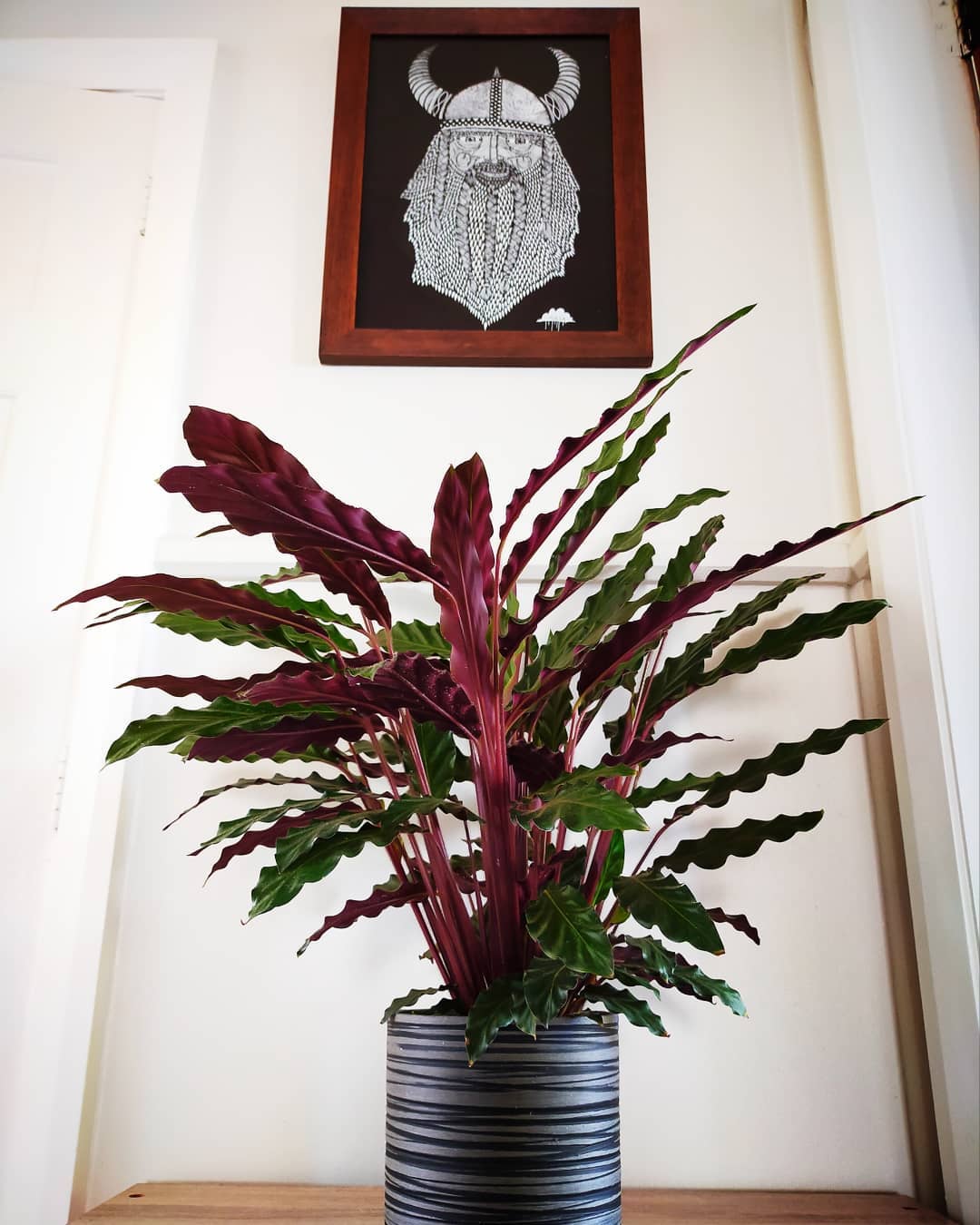 Calathea Rufibarba