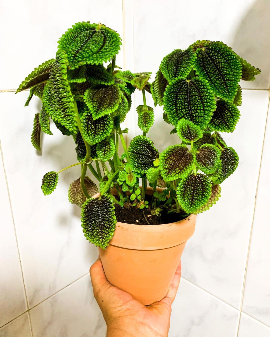 Pilea Moon Valley