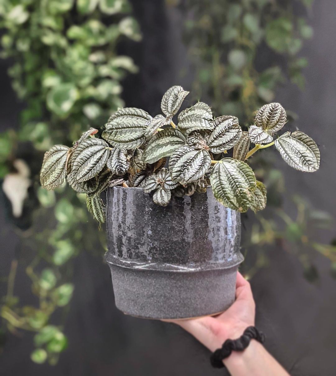 Pilea Spruceana Silver Tree