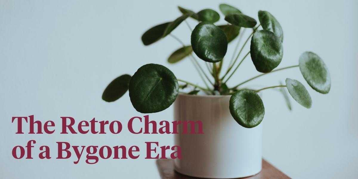 header Go Back to the Green Sixties With These Retro Houseplants.jpg