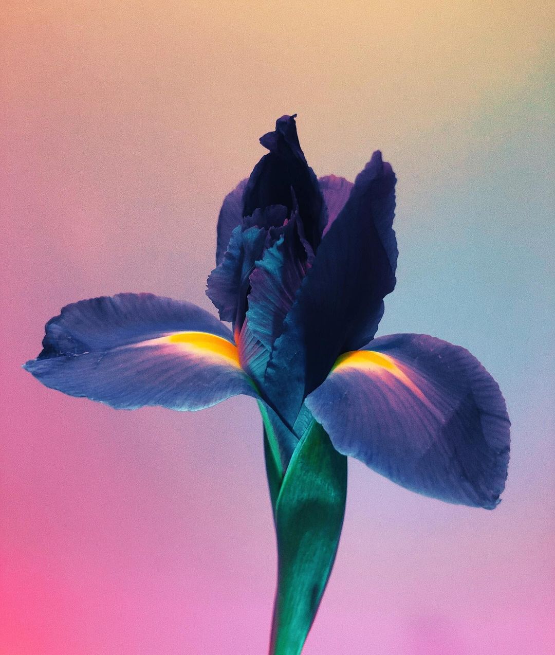 Doan Ly Has a Knack For Capturing the Ethereal Beauty of Flowers Floral Art