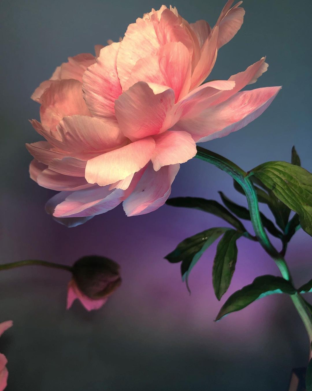 Doan Ly Has a Knack For Capturing the Ethereal Beauty of Flowers Floral Art