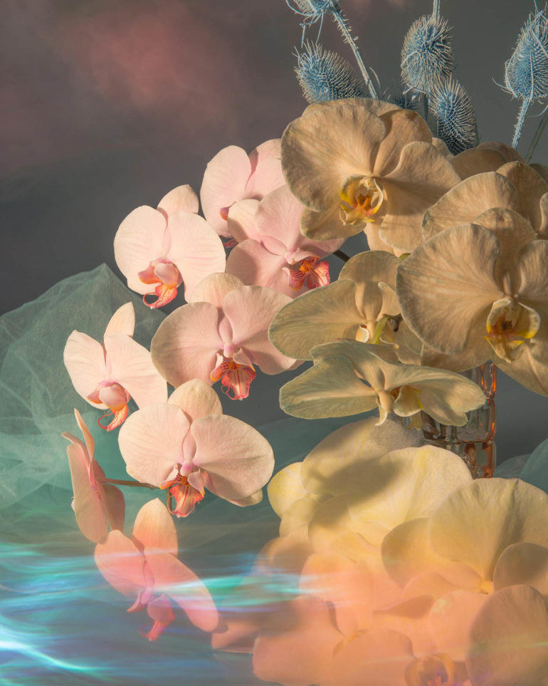 Doan Ly Has a Knack For Capturing the Ethereal Beauty of Flowers Floral Photography