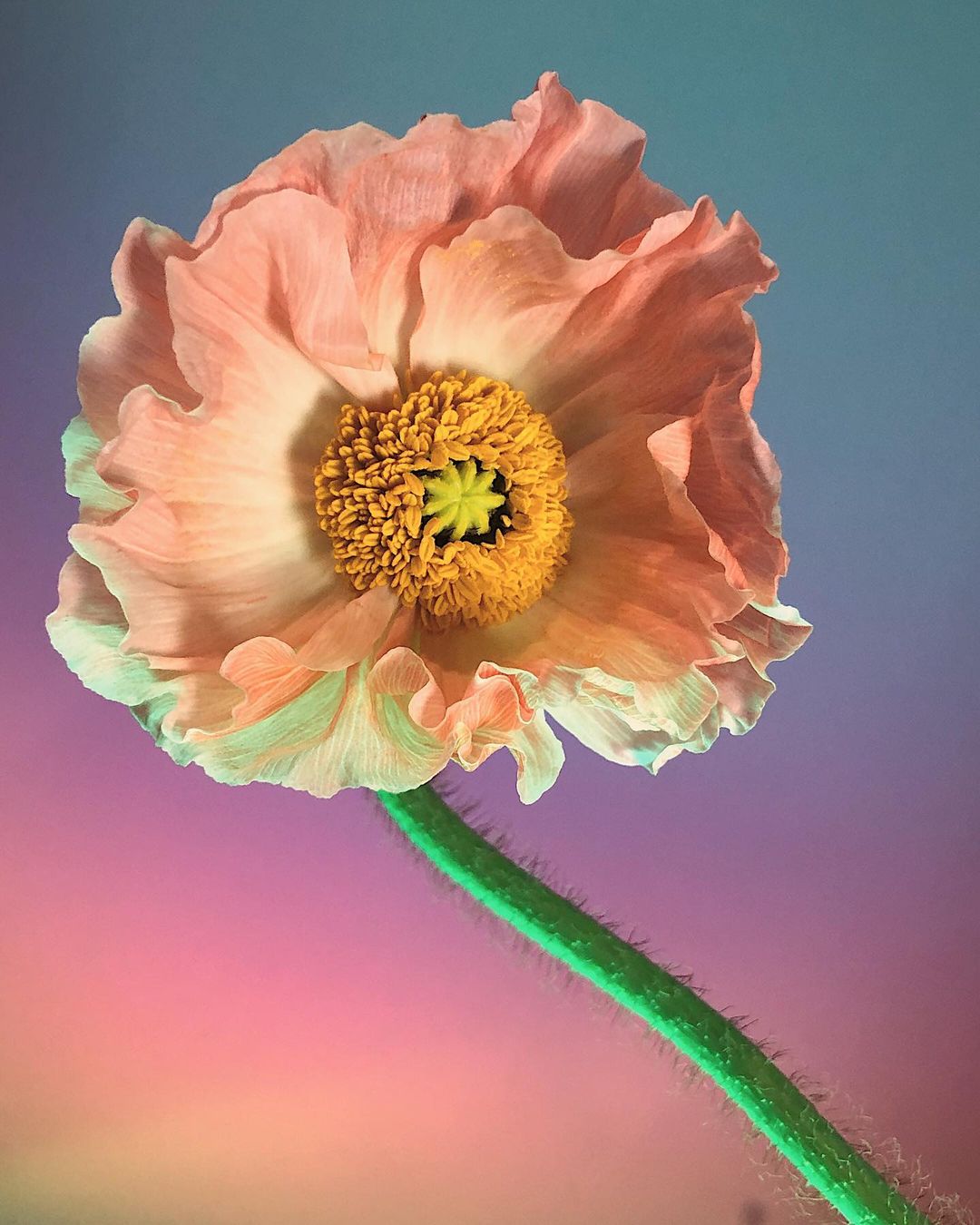 Doan Ly Has a Knack For Capturing the Ethereal Beauty of Flowers Still Life Flower Photography