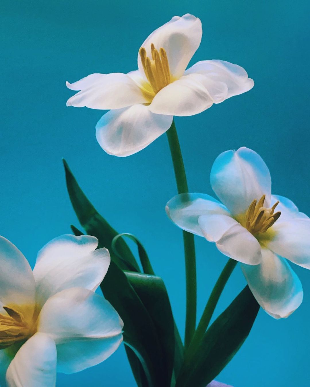 Doan Ly Has a Knack For Capturing the Ethereal Beauty of Flowers Still Life Flower Photography