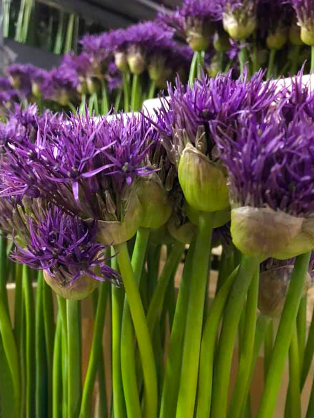 Allium Purple Rain by All I Am - on Thursd