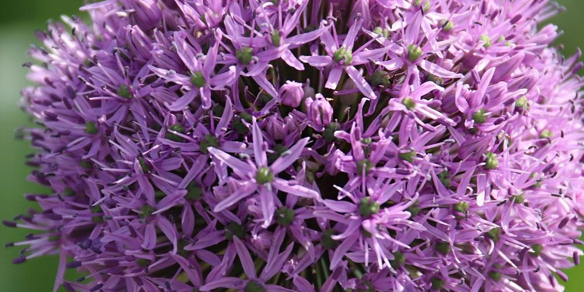 Allium Gladiator Cut flower on Thursd header.jpg