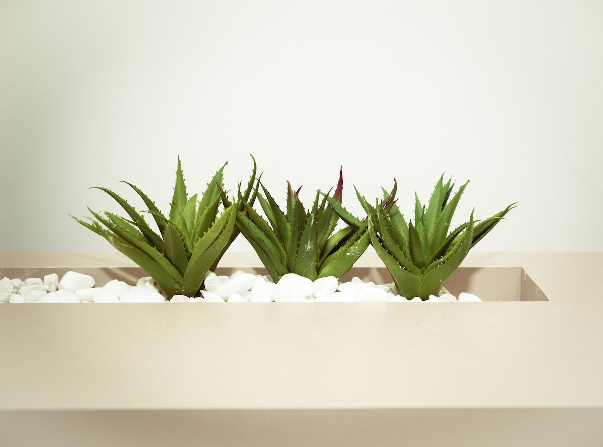 Reasons to Put More Houseplants in Your Home