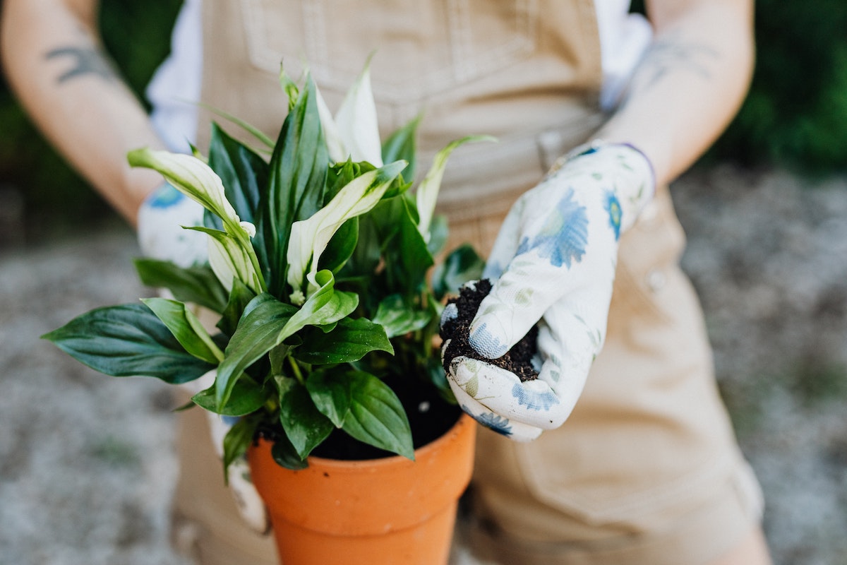 Why You Should Buy More Houseplants