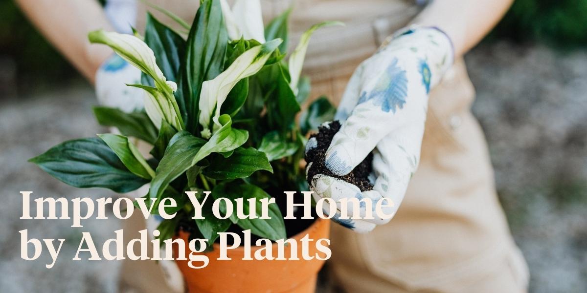 5-reasons-to-have-more-plants-in-your-home-header