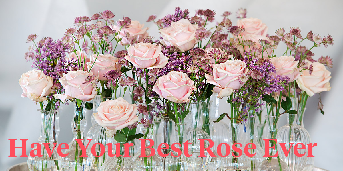 This Is How You and Your Customers Will Enjoy Your Roses Optimally header.jpg
