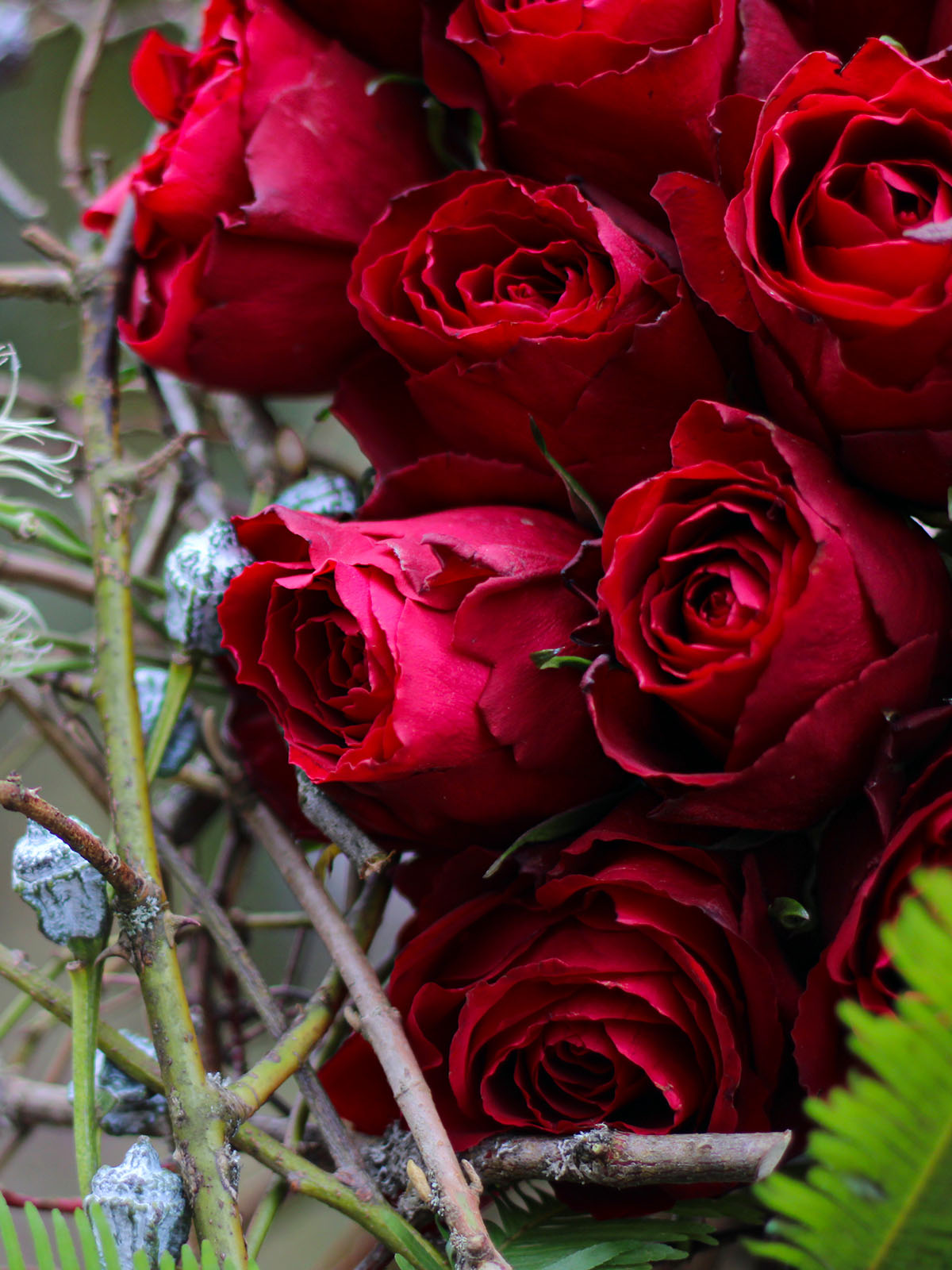 blood red roses flowers