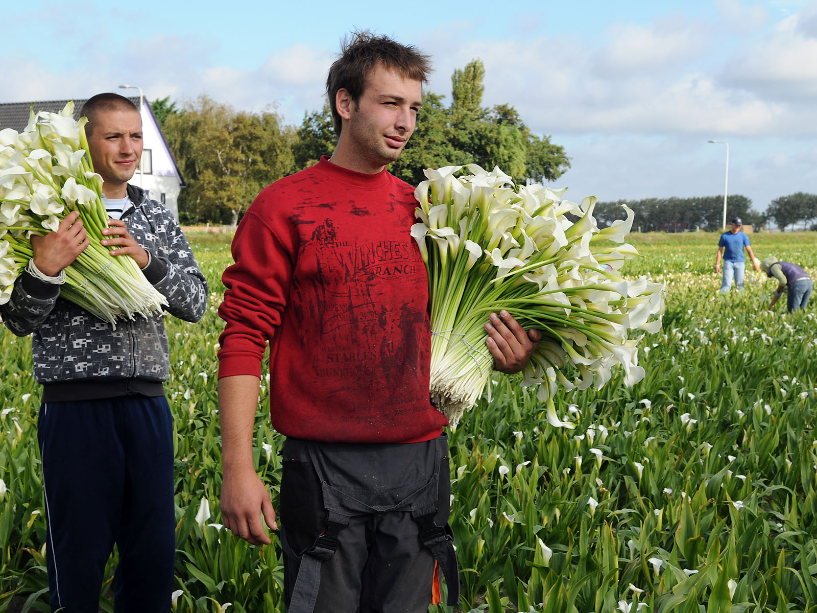 Harvest white calla - on Thursd