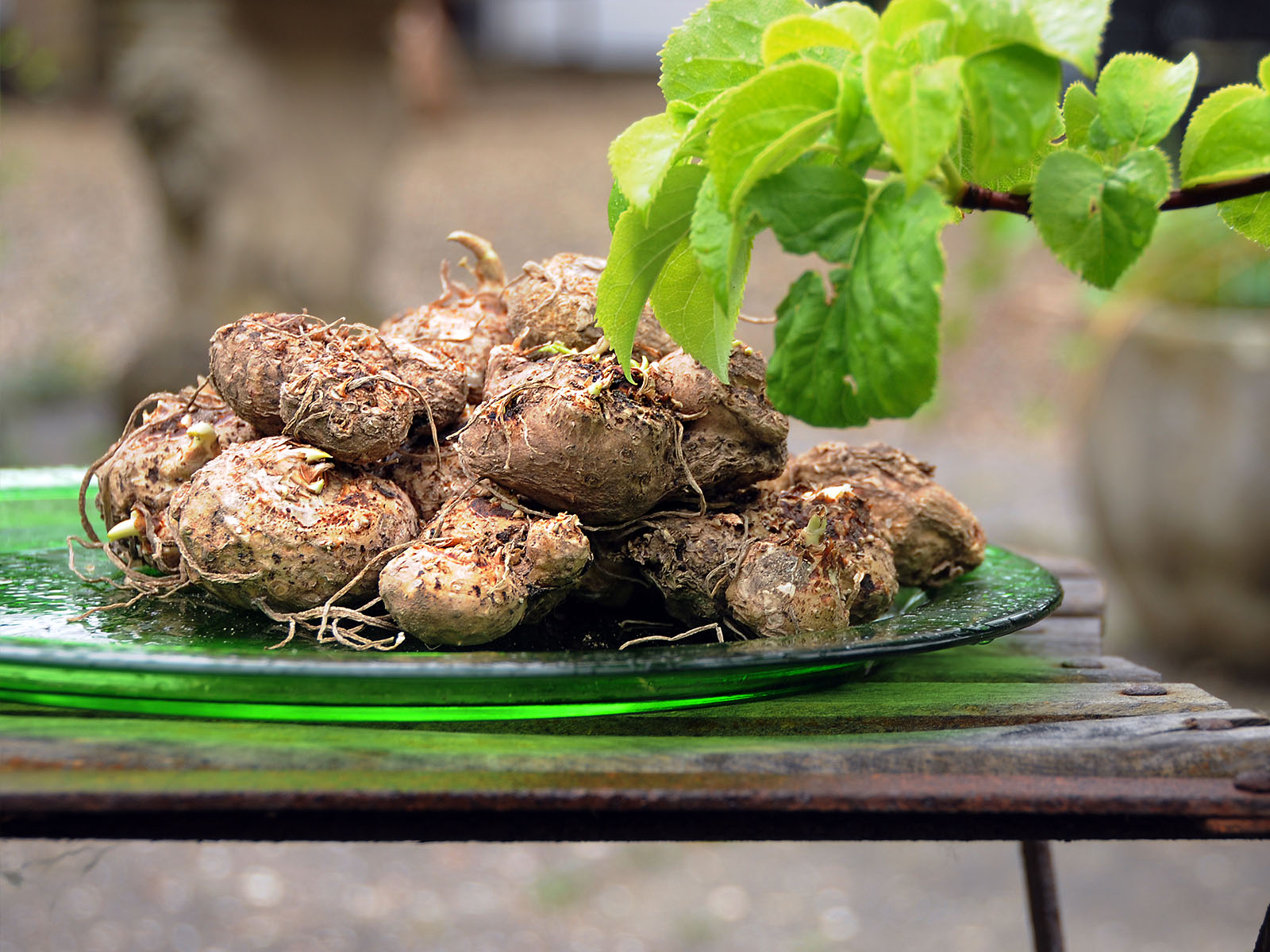 Dry calla tubers - on Thursd