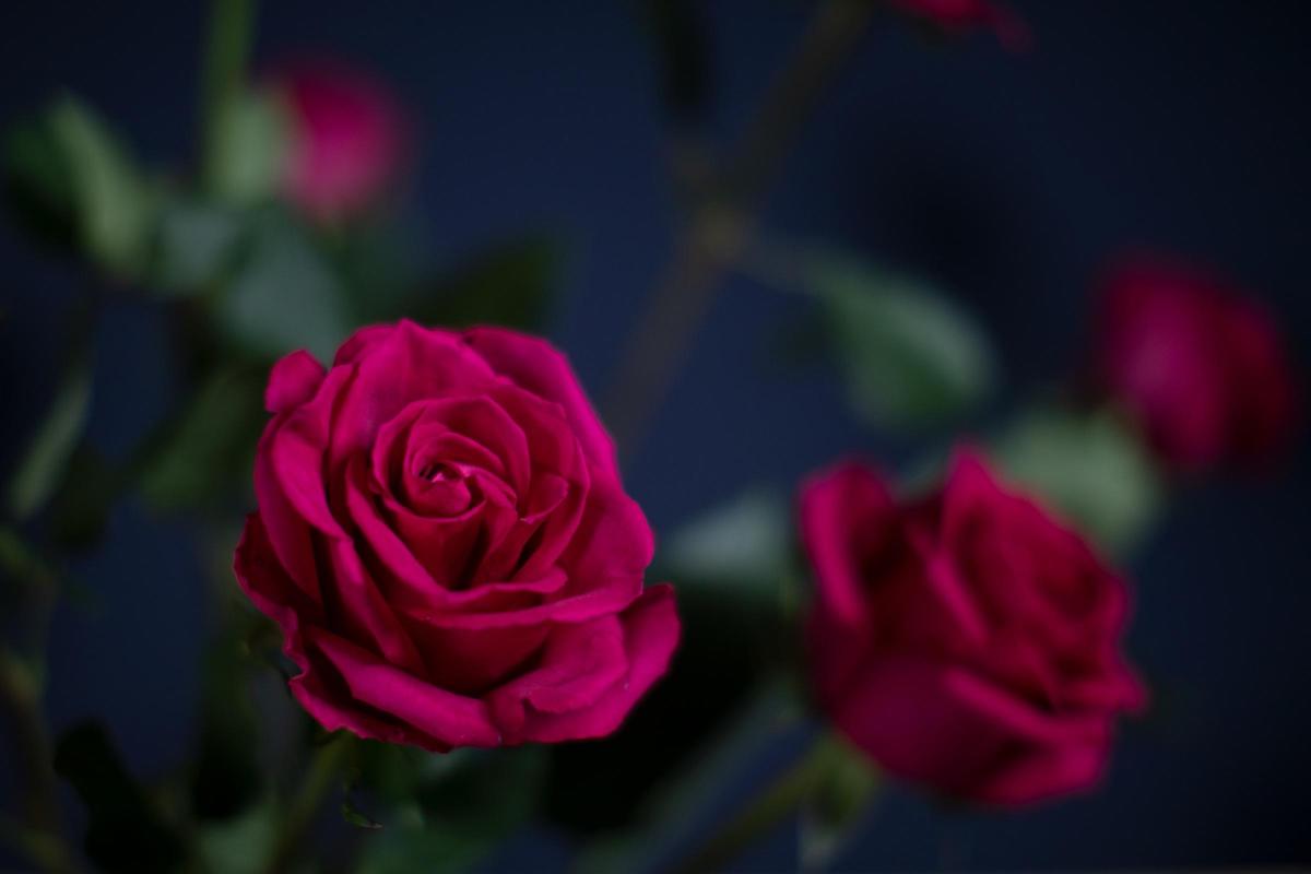 Ever Pink Roses De Ruiter