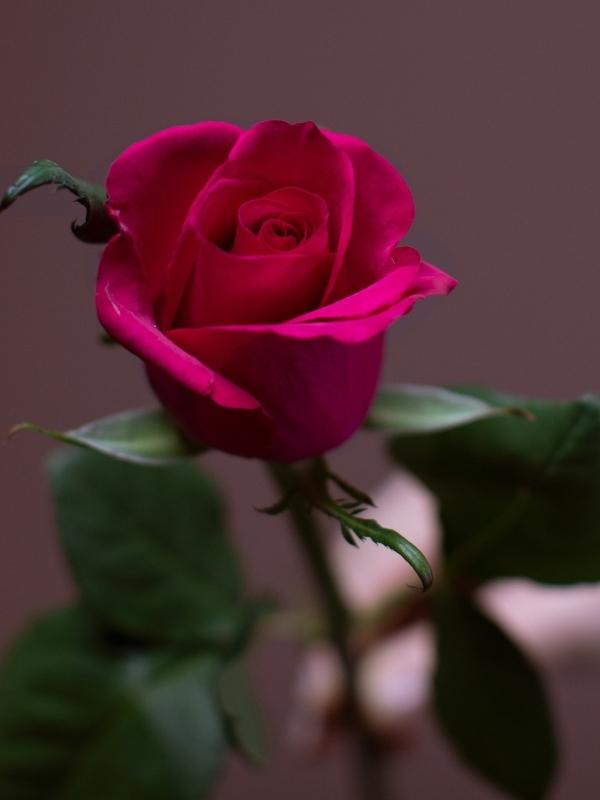 Hot Pink Ever Pink Rose De Ruiter