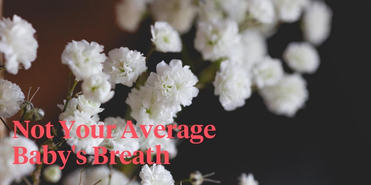 create-an-excellent-valentines-day-with-gypsophila-xlence-header