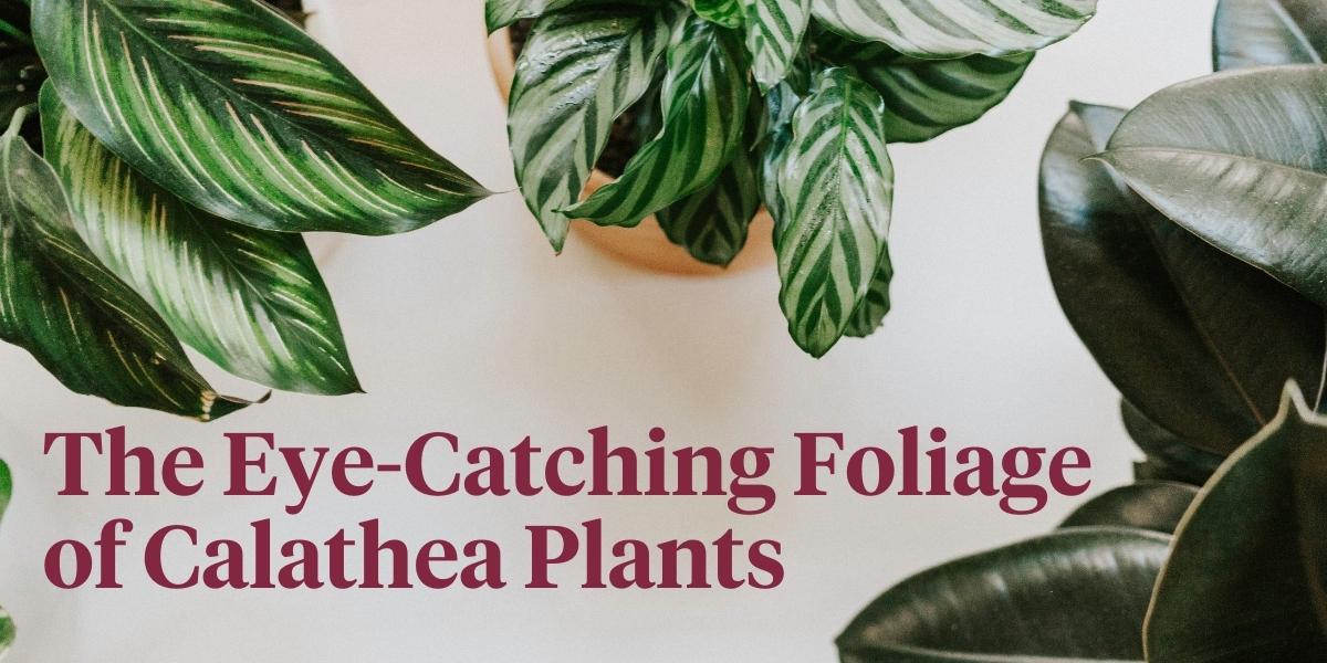 these-7-low-maintenance-calatheas-make-the-best-houseplants-header