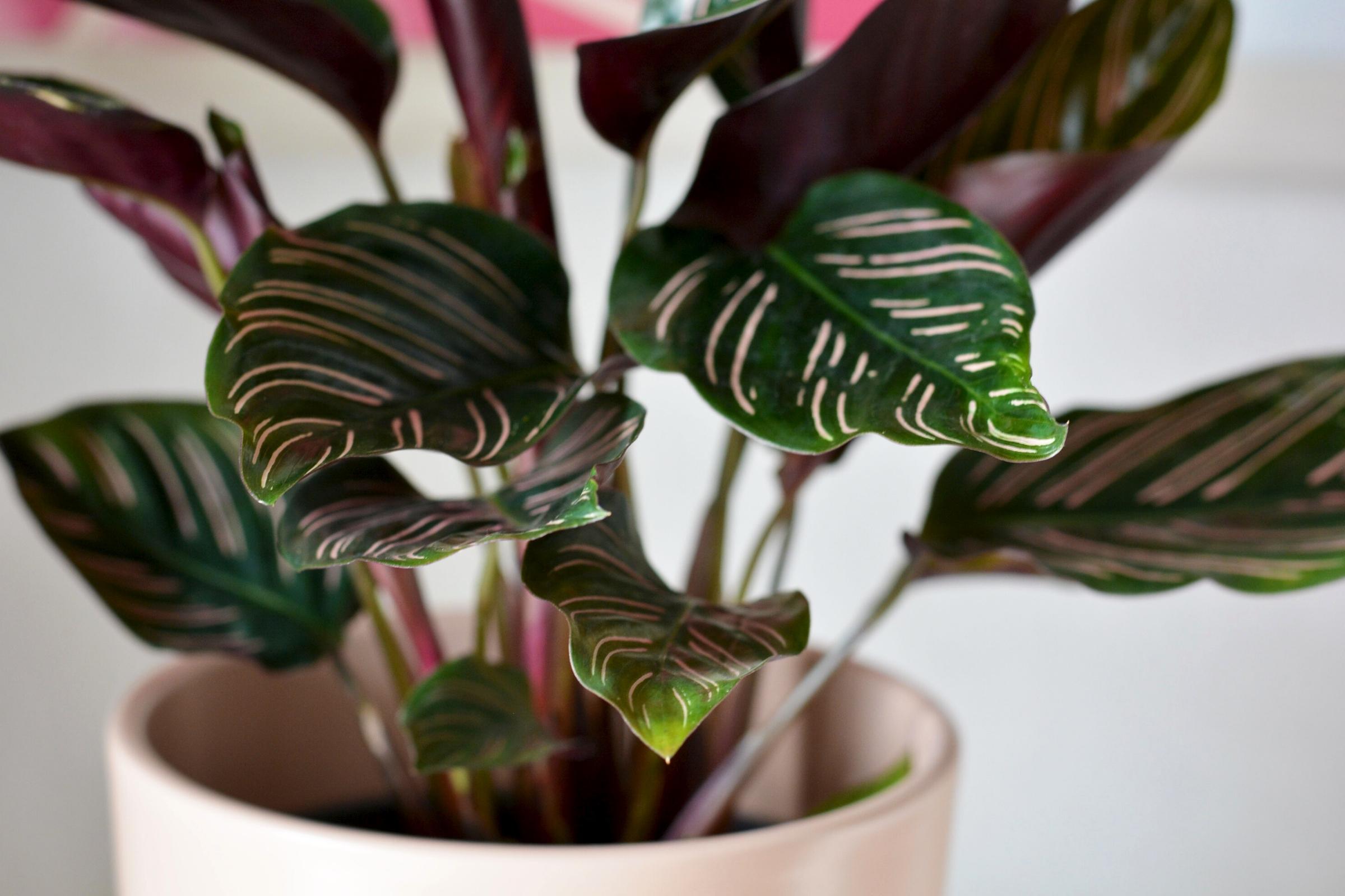 these-7-low-maintenance-calatheas-make-the-best-houseplants-featured