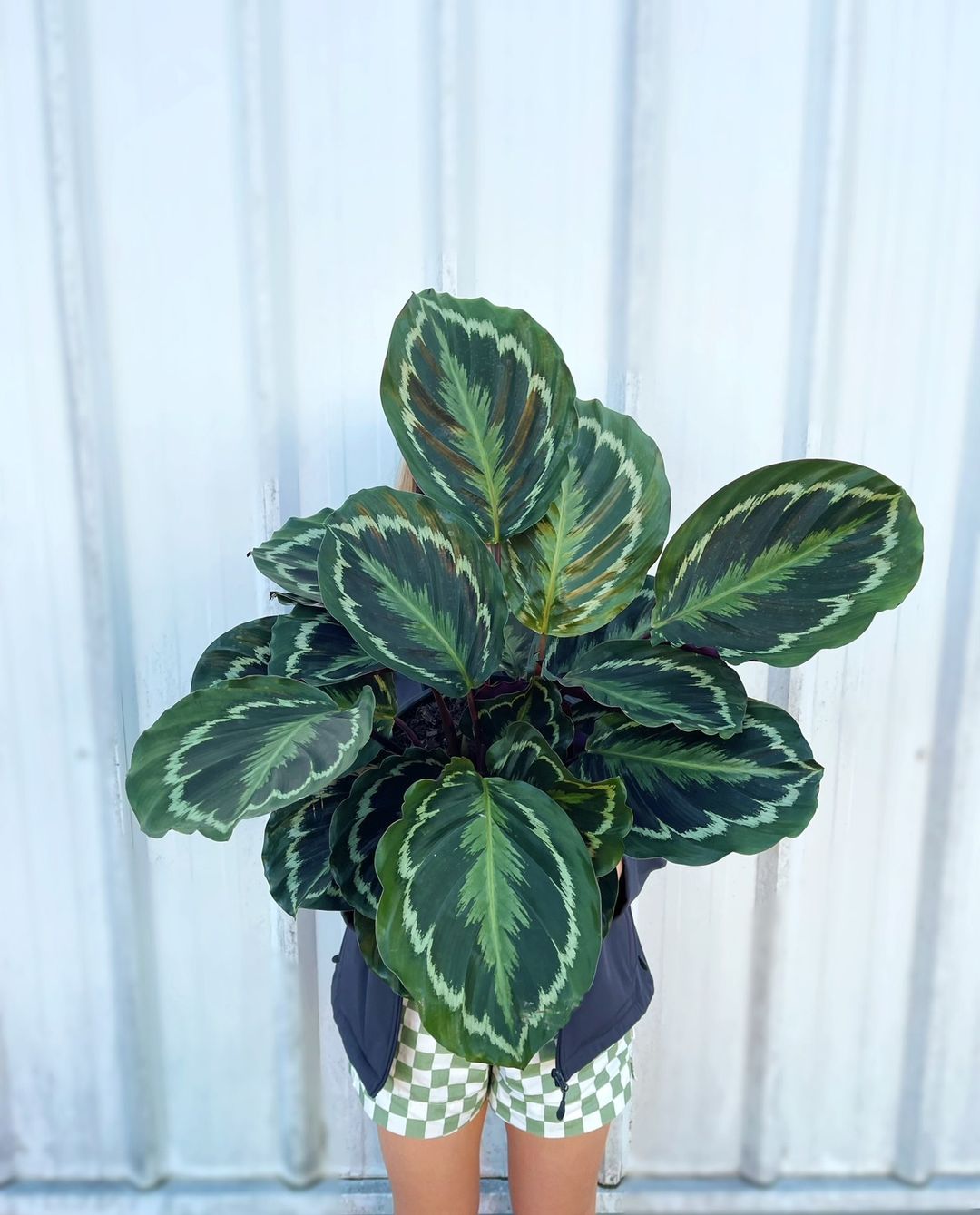 Low-Maintenance Houseplant Calathea Medallion