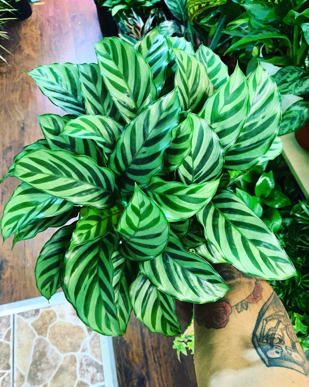 Calathea Freddie from Evanthia