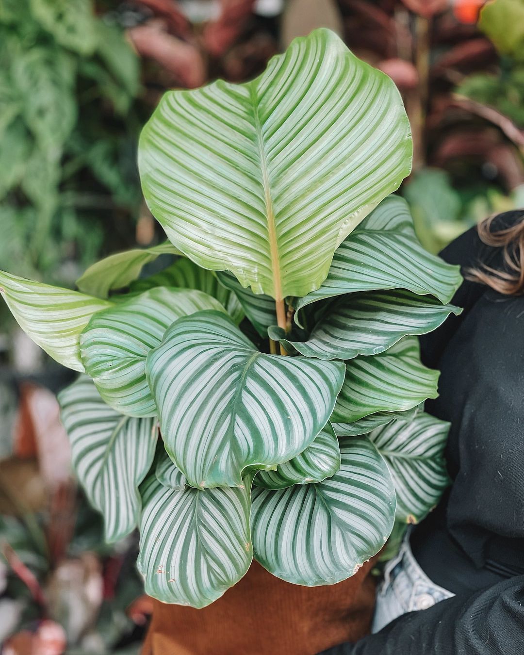 Calathea Orbifolia from Evanthia