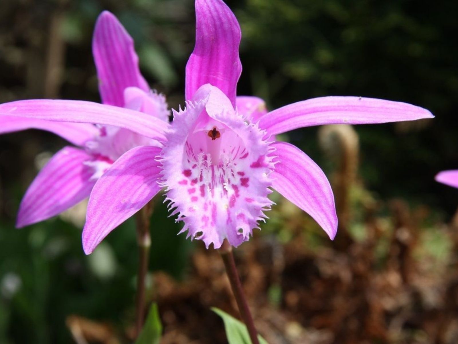 Pleione Garden Orchids  - on thursd - anthura