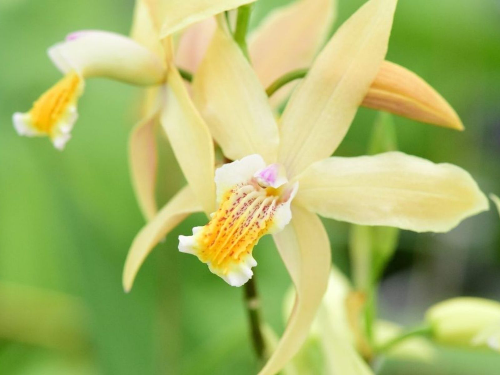 Bletilla Garden Orchid - on thursd - anthura winterhard orchids
