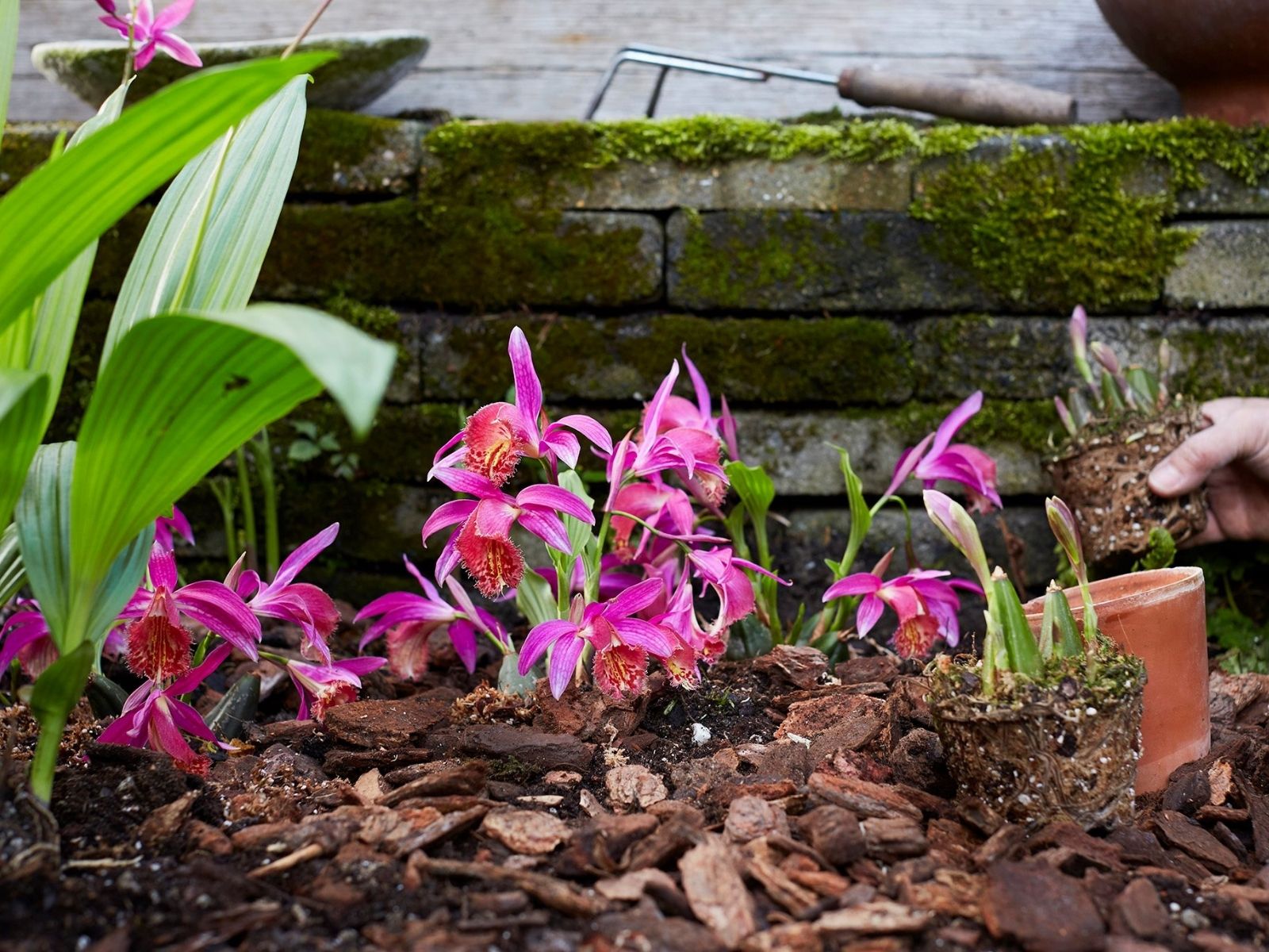 Orchids planted in garden - Garden Orchids on thursd - anthura