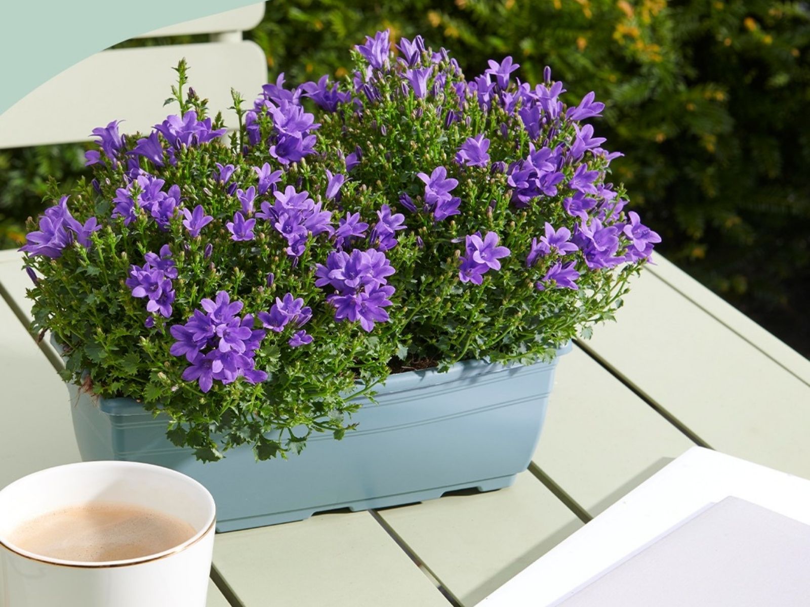 Purple campanula - on Thursd