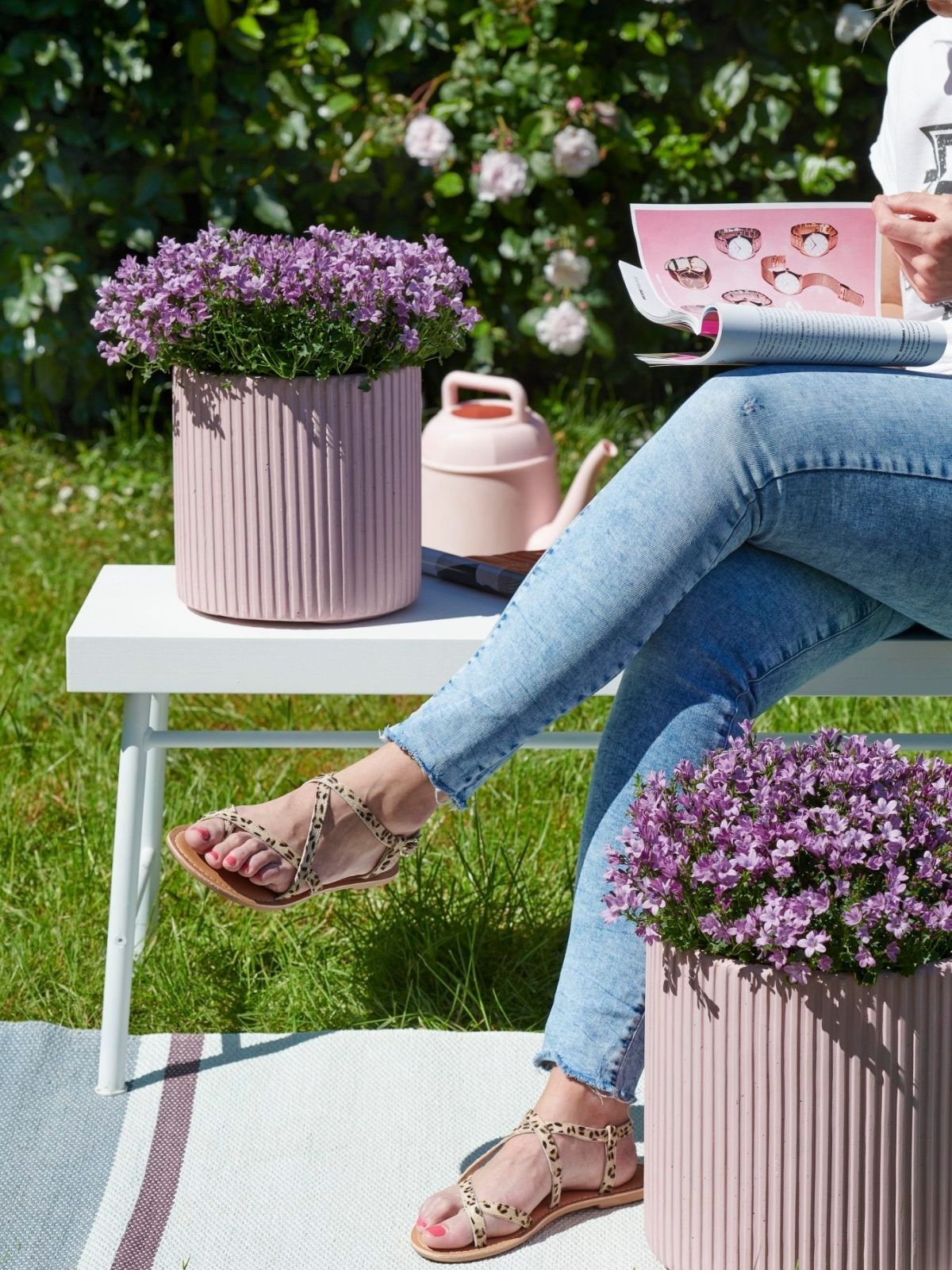 Potted campanula - on Thursd