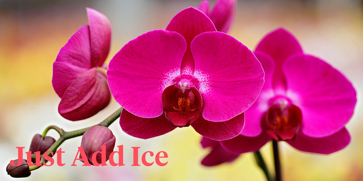 Just Add Ice to Phalaenopsis From Green Circle Growers header.jpg