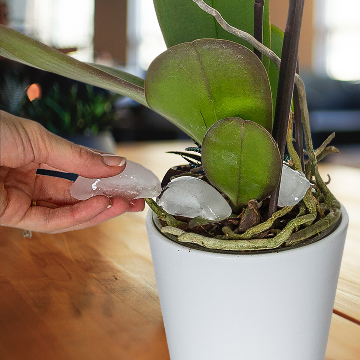 just-add-ice-to-phalaenopsis-from-green-circle-growers-featured