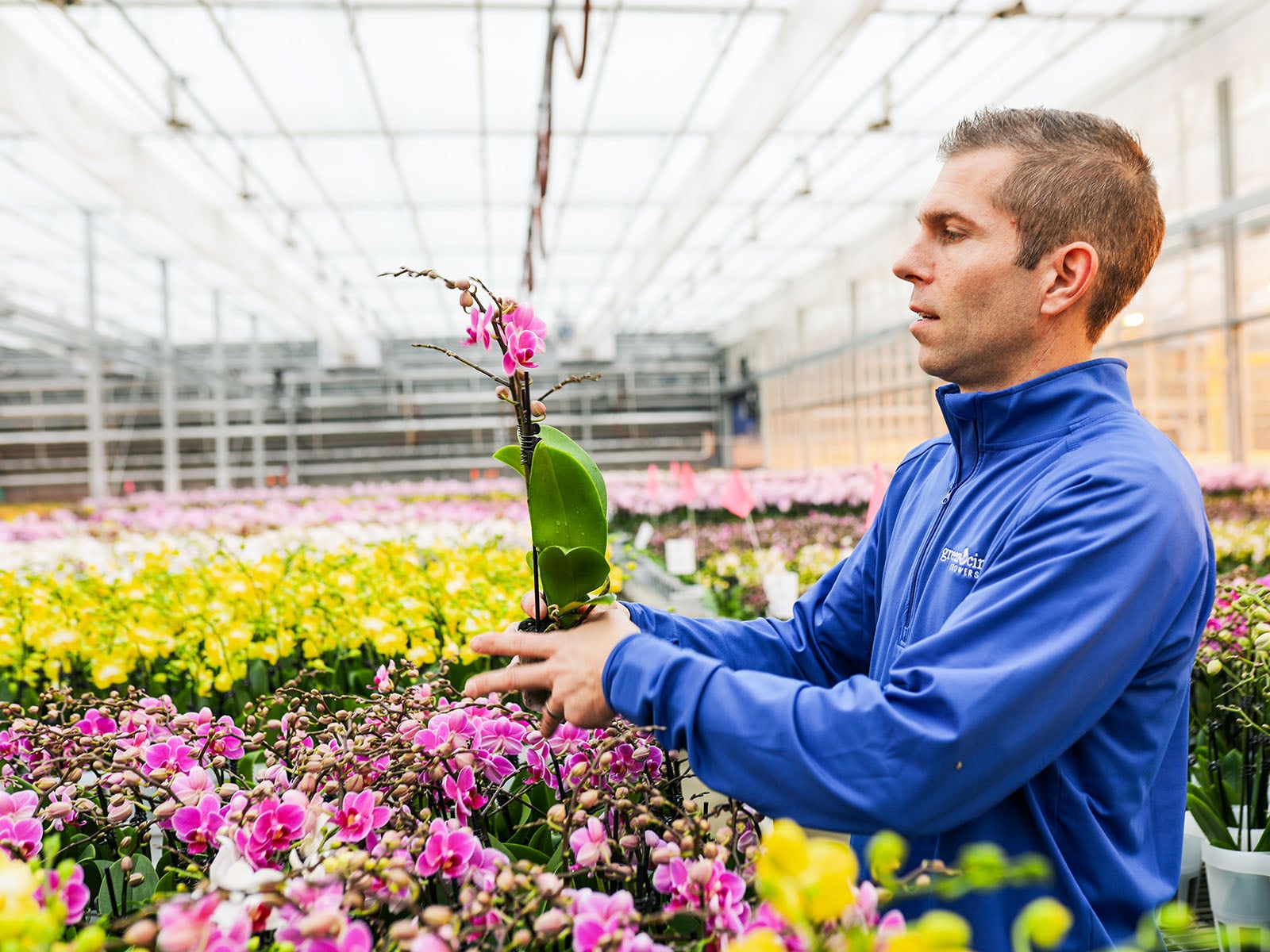 Green Circle Growers and Just Add Ice Phalaenopsis