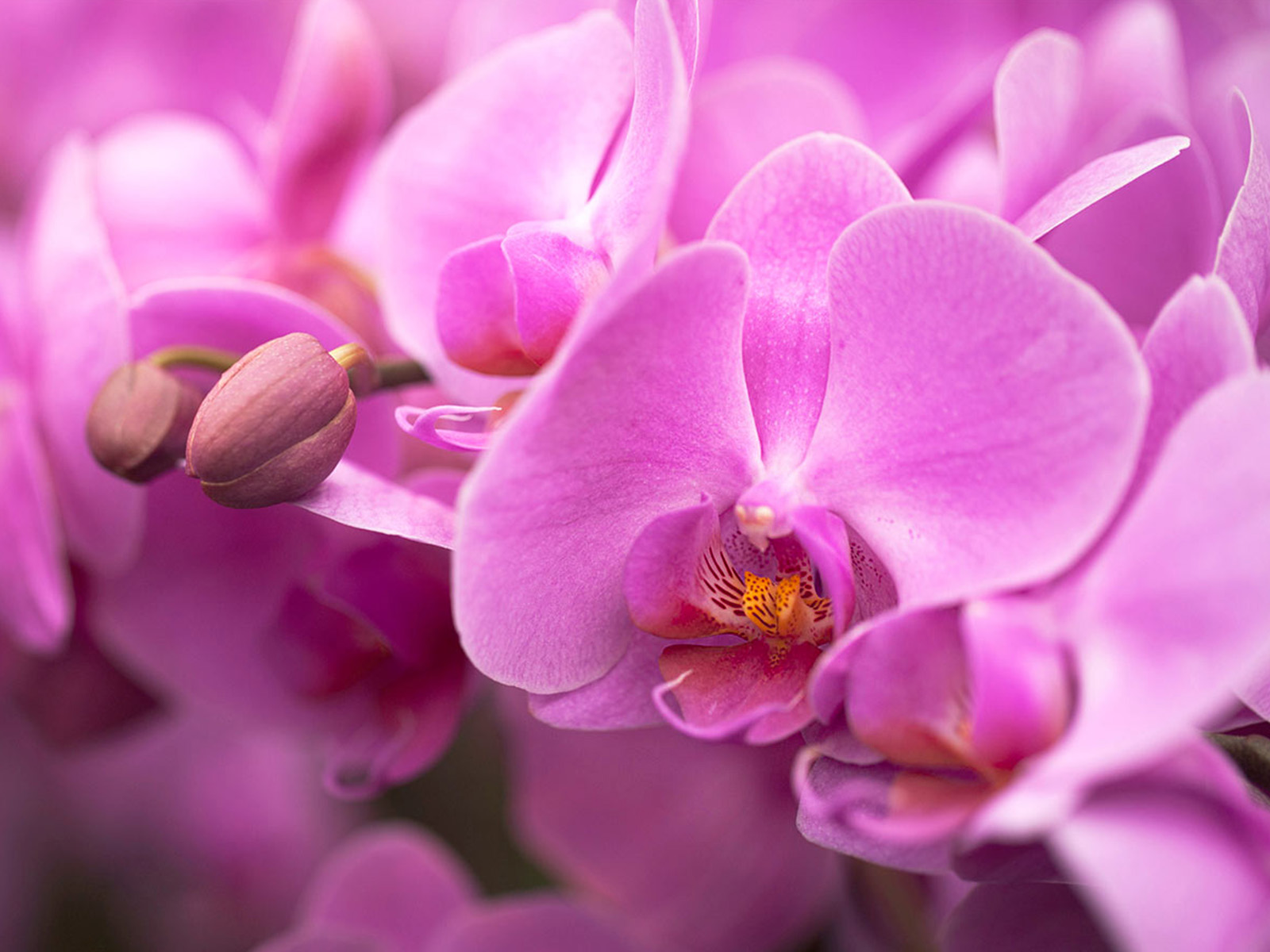 Pink Phalaenopsis - on Thursd