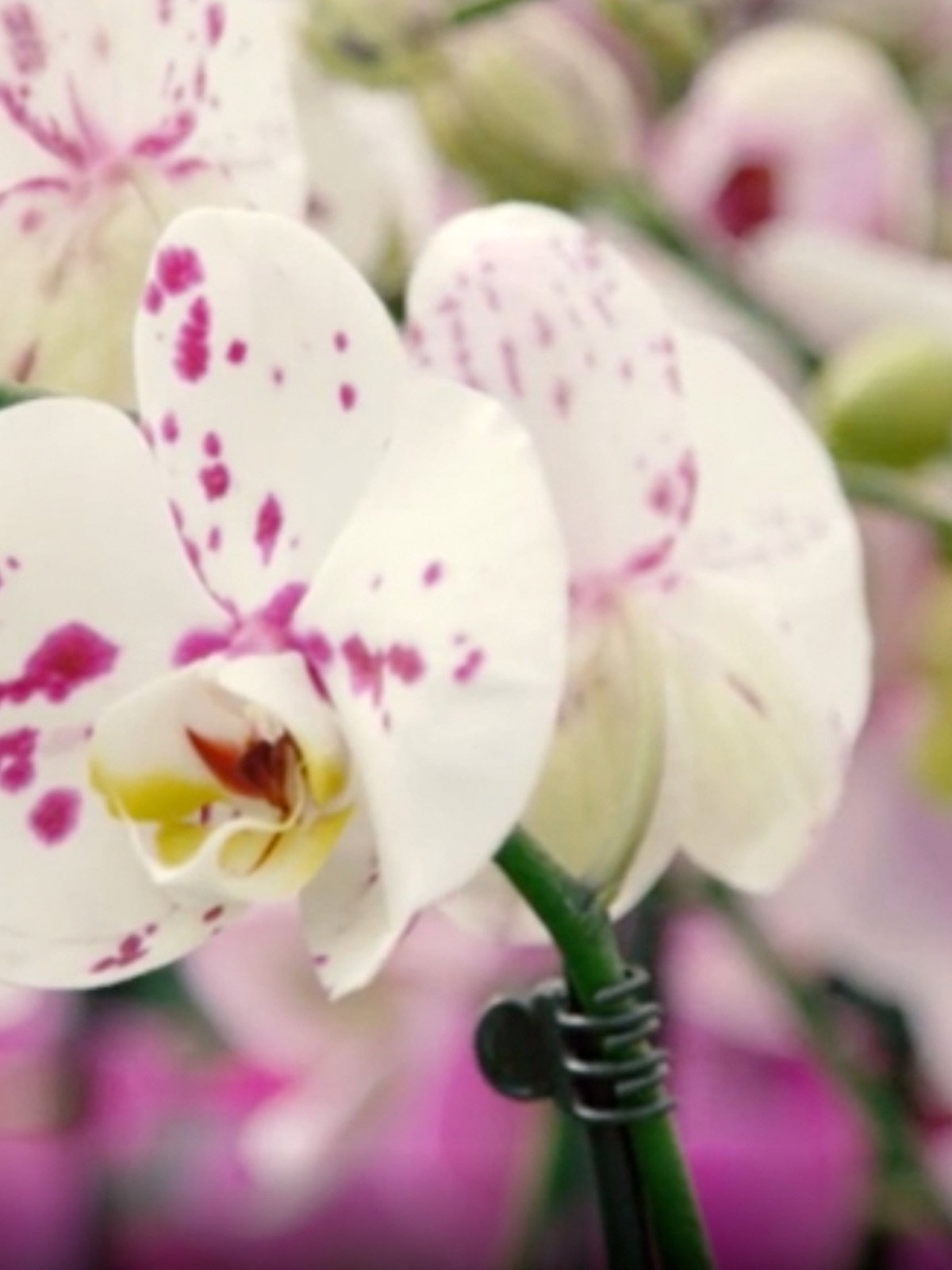 White Phalaenopsis - on Thursd
